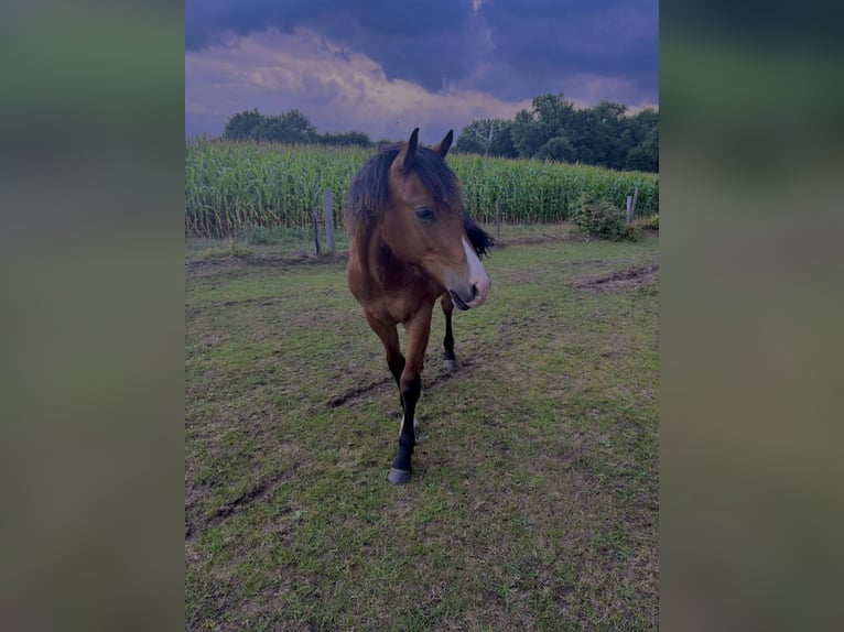 Sonstige Rassen Hengst 1 Jahr 155 cm in Wijchmaal