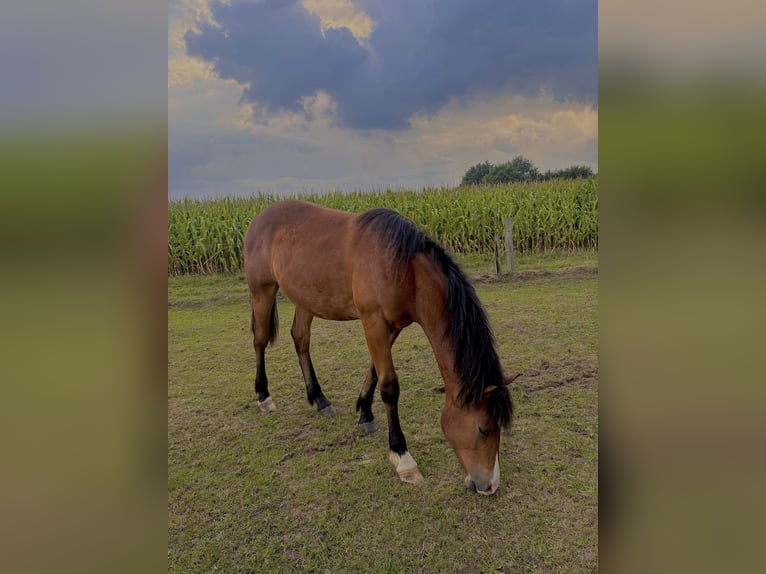 Sonstige Rassen Hengst 1 Jahr 155 cm in Wijchmaal