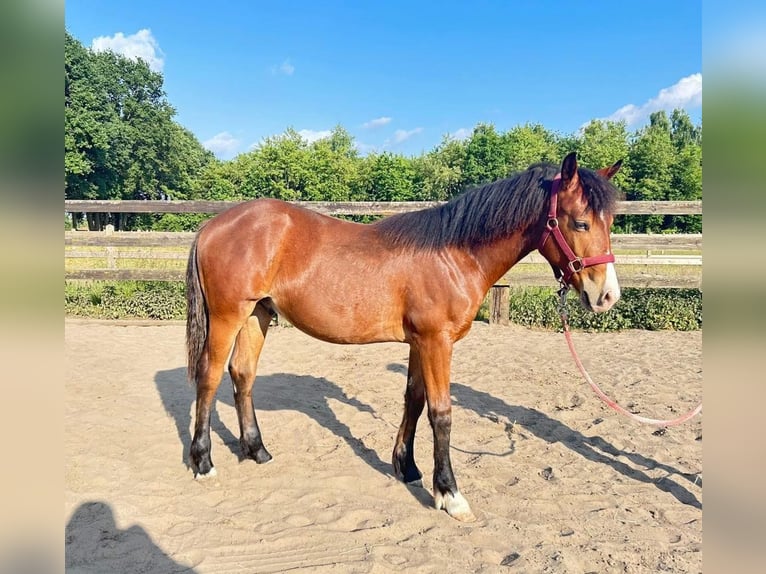 Sonstige Rassen Hengst 1 Jahr 155 cm in Wijchmaal