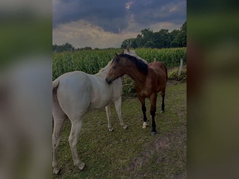 Sonstige Rassen Hengst 1 Jahr 155 cm in Wijchmaal