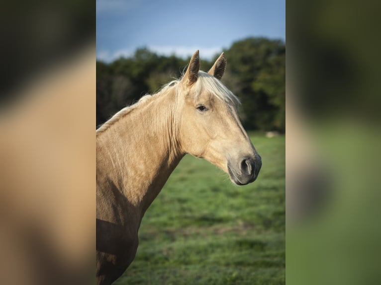 Sonstige Rassen Mix Hengst 1 Jahr 175 cm Palomino in Loye sur Arnon