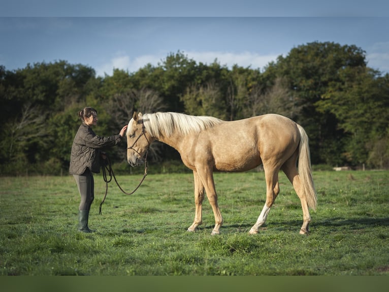 Sonstige Rassen Mix Hengst 1 Jahr 175 cm Palomino in Loye sur Arnon