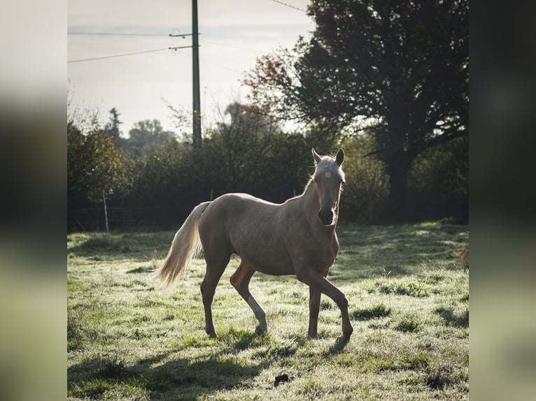 Sonstige Rassen Mix Hengst 1 Jahr 175 cm Palomino in Loye sur Arnon