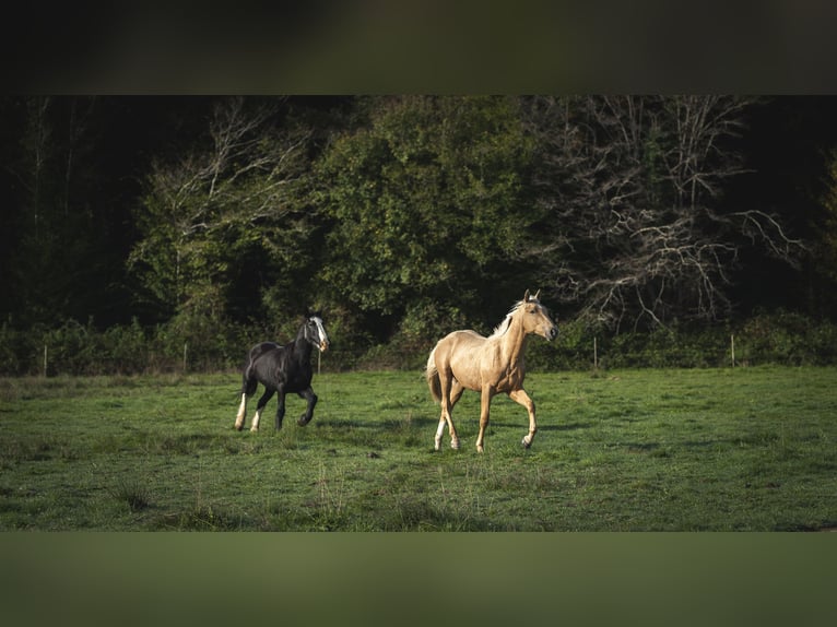 Sonstige Rassen Mix Hengst 1 Jahr 175 cm Palomino in Loye sur Arnon