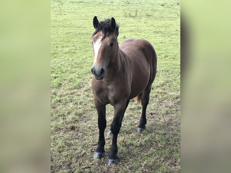 Sonstige Rassen Hengst 1 Jahr in Stolzenau