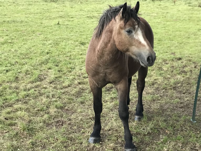 Sonstige Rassen Hengst 1 Jahr in Stolzenau