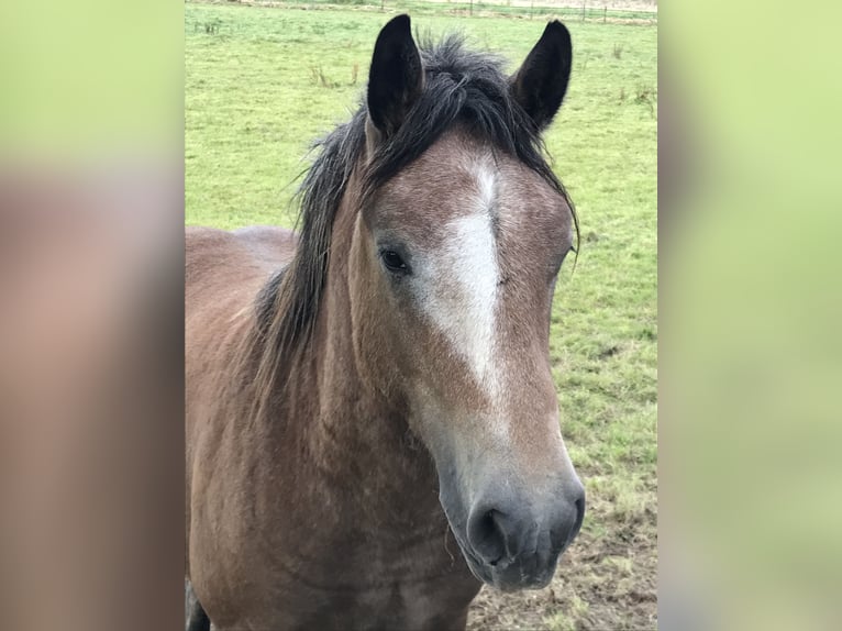 Sonstige Rassen Hengst 1 Jahr in Stolzenau