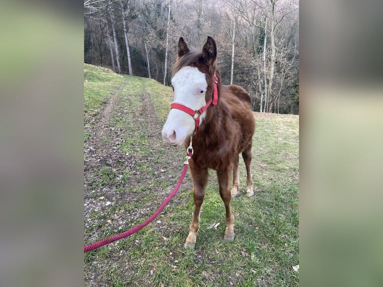 Sonstige Rassen Hengst 1 Jahr Fuchs in CampoverdeSalò
