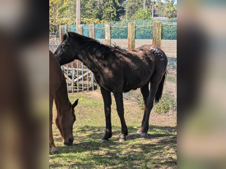Sonstige Rassen Hengst 1 Jahr Overo-alle-Farben in Grez-doiceau