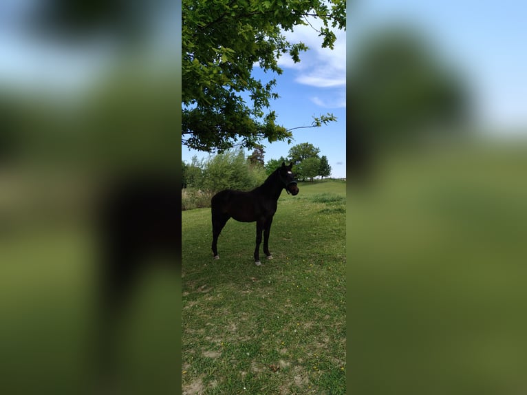 Sonstige Rassen Hengst 1 Jahr Rappe in Kietlin