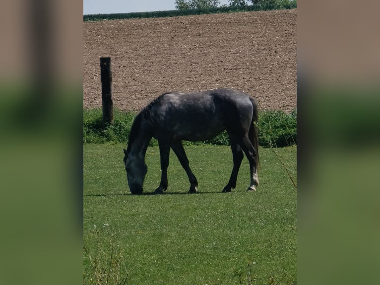 Sonstige Rassen Hengst 1 Jahr Rappe in Kietlin