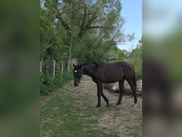 Sonstige Rassen Hengst 1 Jahr Rappe in Kietlin