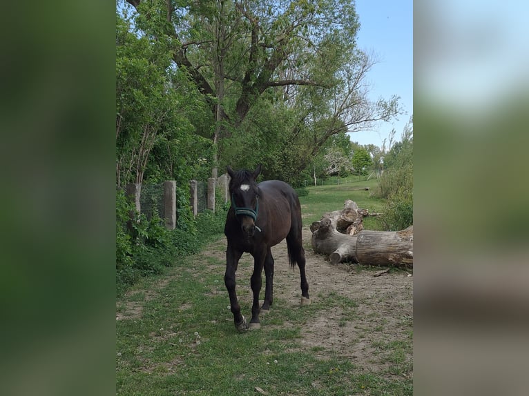 Sonstige Rassen Hengst 1 Jahr Rappe in Kietlin