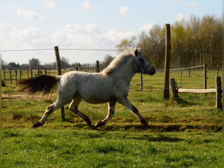 Sonstige Rassen Hengst 1 Jahr Tigerschecke in Elspeet