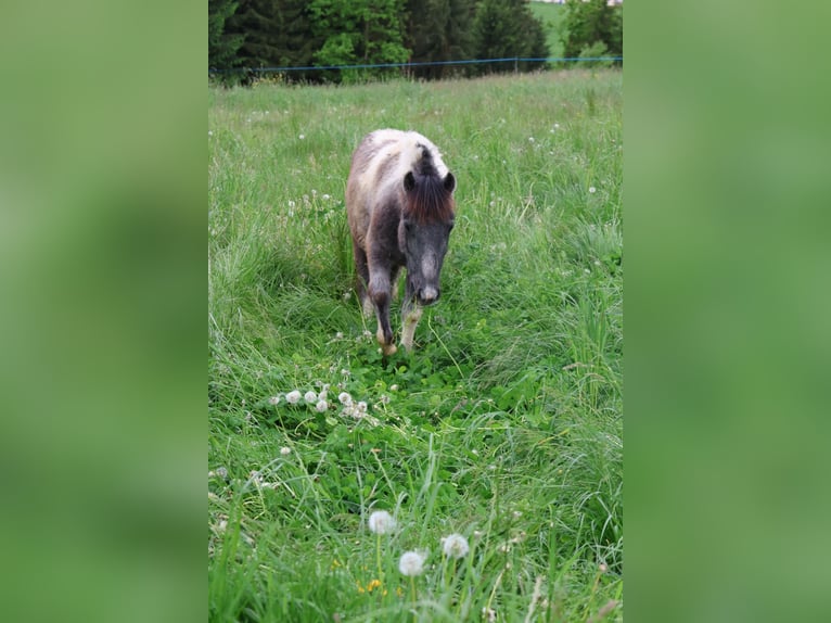 Sonstige Rassen Hengst 2 Jahre 110 cm Kann Schimmel werden in Pregarten