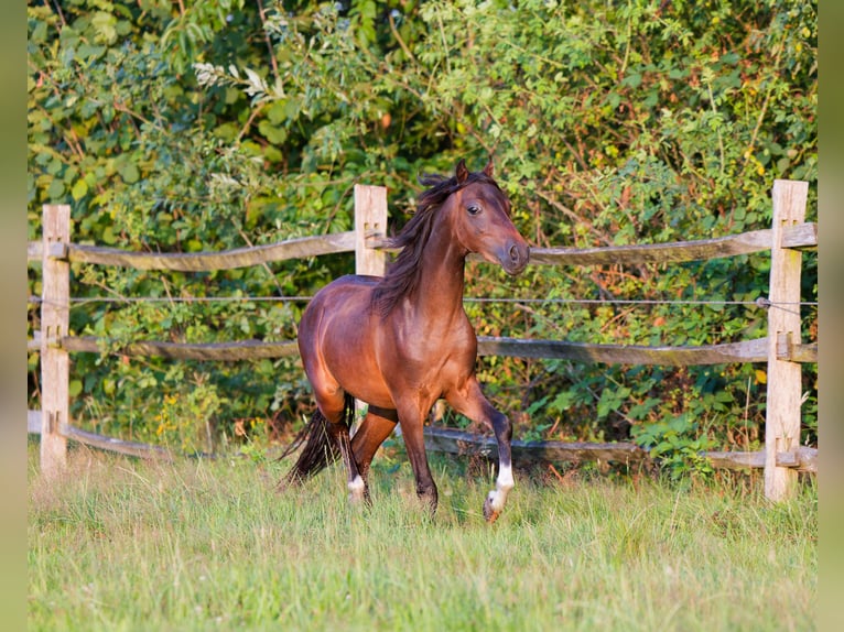 Sonstige Rassen Hengst 2 Jahre 110 cm Rotbrauner in Hulsel