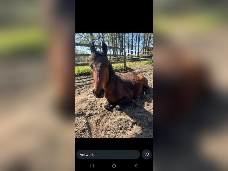 Sonstige Rassen Mix Hengst 2 Jahre 135 cm Brauner in Gütersloh
