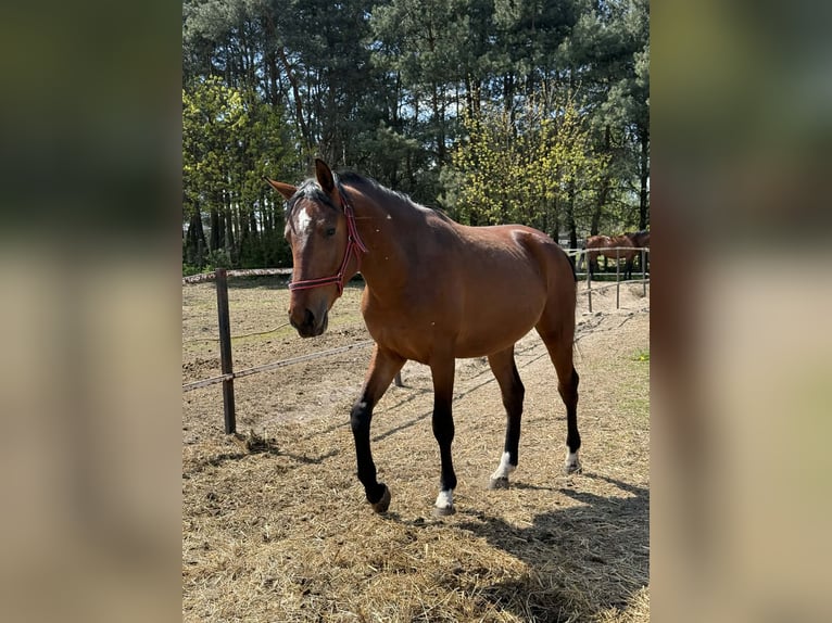 Sonstige Rassen Hengst 2 Jahre 150 cm Brauner in Włoszczowa