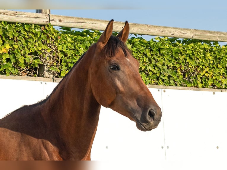 Sonstige Rassen Hengst 2 Jahre 155 cm Brauner in Waddinxveen