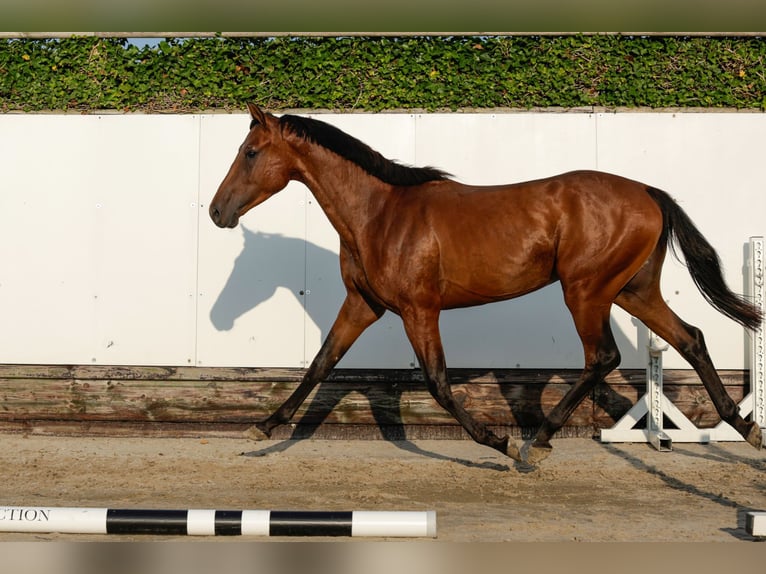 Sonstige Rassen Hengst 2 Jahre 155 cm Brauner in Waddinxveen