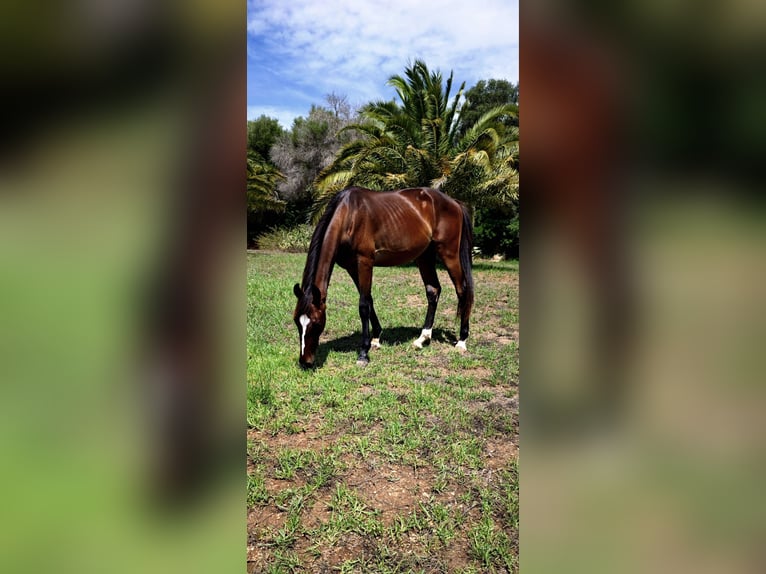 Sonstige Rassen Hengst 2 Jahre 157 cm Dunkelbrauner in Heitersheim