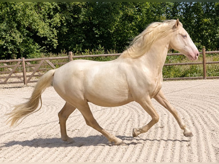 Sonstige Rassen Hengst 2 Jahre 160 cm Palomino in Fabas