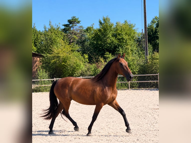 Sonstige Rassen Hengst 2 Jahre 160 cm Palomino in Fabas