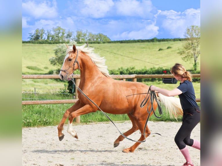 Sonstige Rassen Hengst 2 Jahre 160 cm Palomino in Marly-sous-Issy