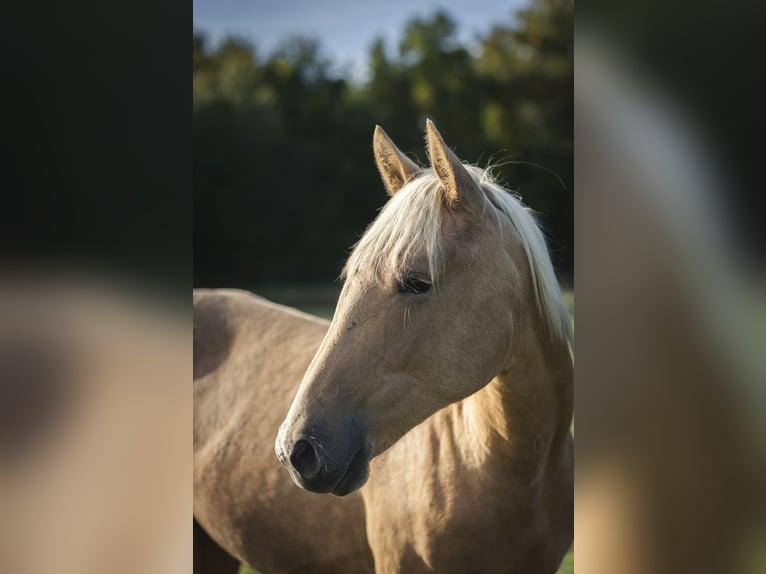 Sonstige Rassen Mix Hengst 2 Jahre 175 cm Palomino in Loye sur Arnon