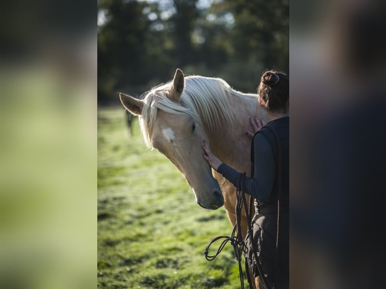 Sonstige Rassen Mix Hengst 2 Jahre 175 cm Palomino in Loye sur Arnon