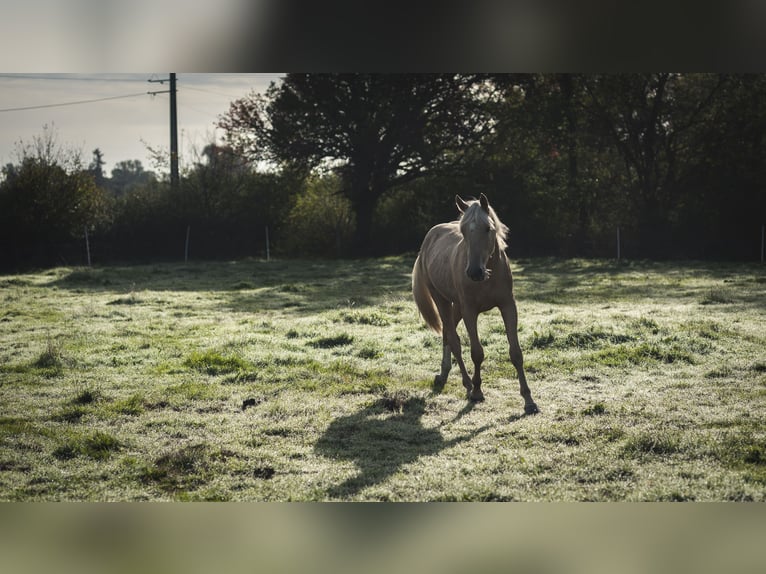 Sonstige Rassen Mix Hengst 2 Jahre 175 cm Palomino in Loye sur Arnon