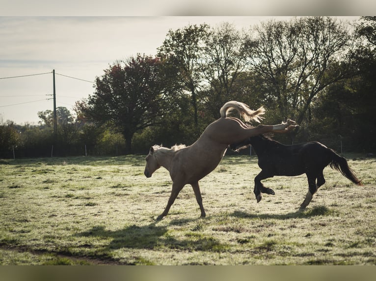 Sonstige Rassen Mix Hengst 2 Jahre 175 cm Palomino in Loye sur Arnon