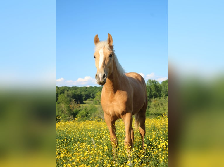 Sonstige Rassen Hengst 2 Jahre Palomino in Montmeillant