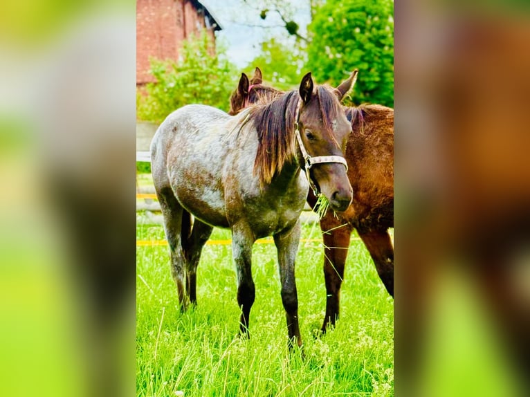 Sonstige Rassen Mix Hengst 2 Jahre Roan-Bay in Wieszowa
