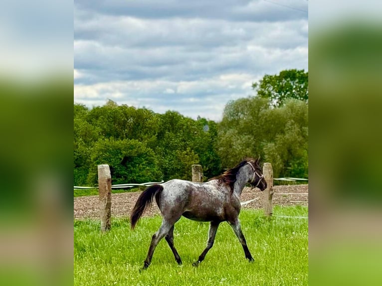 Sonstige Rassen Mix Hengst 2 Jahre Roan-Bay in Wieszowa