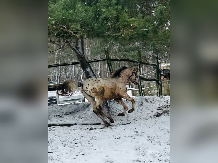 Sonstige Rassen Mix Hengst 2 Jahre Tigerschecke in kazimierz