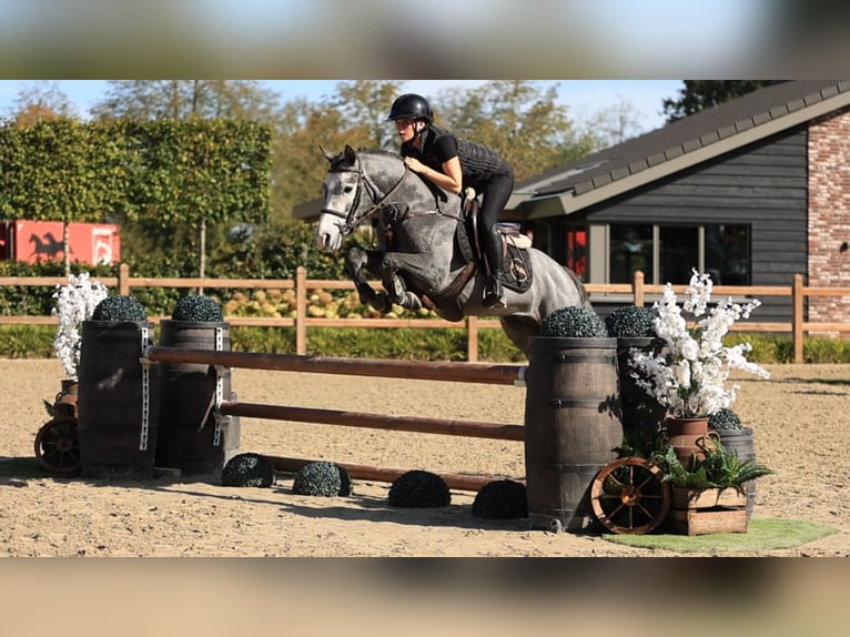 Sonstige Rassen Hengst 3 Jahre 144 cm  in Oost West en Middelbeers