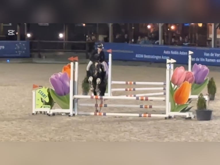 Sonstige Rassen Hengst 3 Jahre 147 cm  in Oost West en Middelbeers