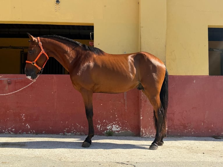 Sonstige Rassen Hengst 3 Jahre 148 cm Brauner in Terrassa