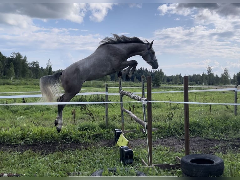 Sonstige Rassen Hengst 3 Jahre 161 cm Schimmel in Kalmaru