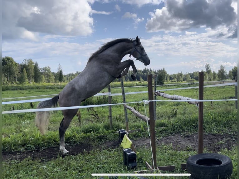 Sonstige Rassen Hengst 3 Jahre 161 cm Schimmel in Kalmaru