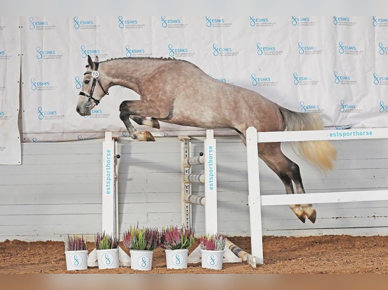 Sonstige Rassen Hengst 3 Jahre 161 cm Schimmel in Kalmaru