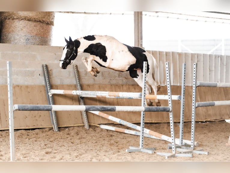 Sonstige Rassen Hengst 3 Jahre 166 cm Tobiano-alle-Farben in La Roche-Chalais