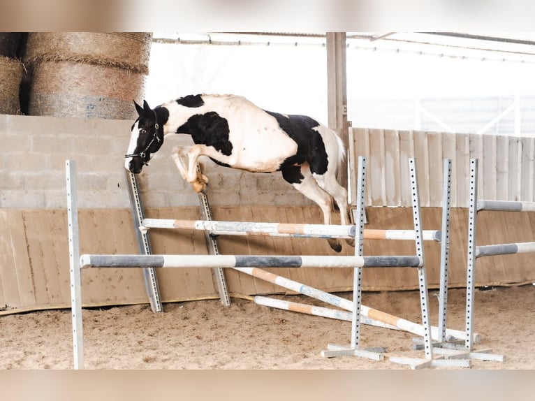 Sonstige Rassen Hengst 3 Jahre 166 cm Tobiano-alle-Farben in La Roche-Chalais