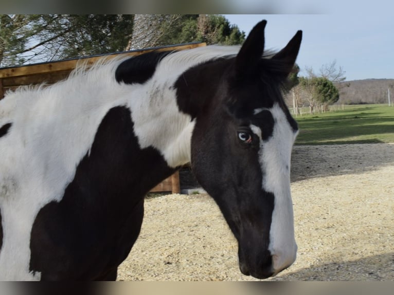 Sonstige Rassen Hengst 3 Jahre 166 cm Tobiano-alle-Farben in La Roche-Chalais