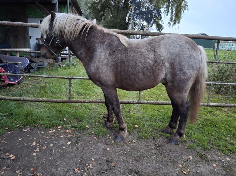 Sonstige Rassen Mix Hengst 4 Jahre 115 cm  in Emst