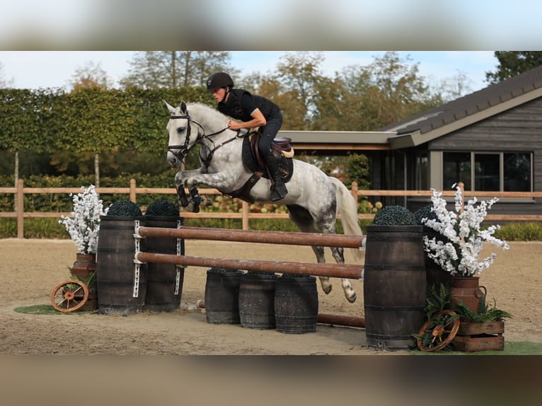 Sonstige Rassen Hengst 4 Jahre 144 cm  in Oost West en Middelbeers