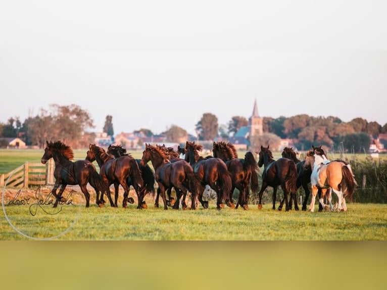 Sonstige Rassen Hengst 4 Jahre 150 cm Falbe in Tzummarum