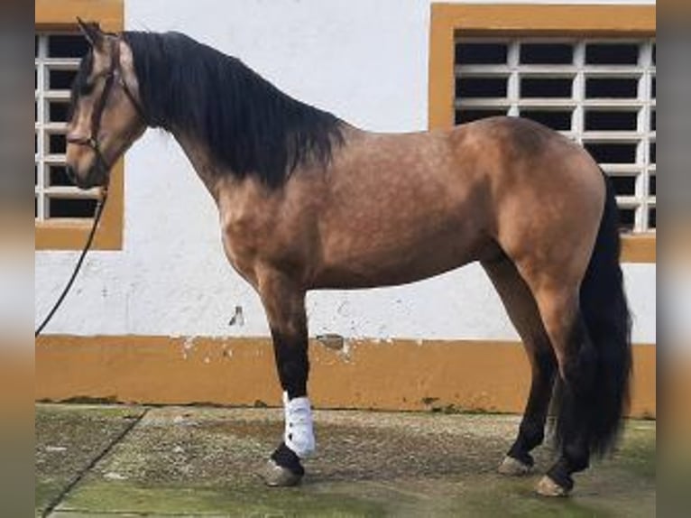 Sonstige Rassen Mix Hengst 4 Jahre 162 cm Overo-alle-Farben in La Rioja
