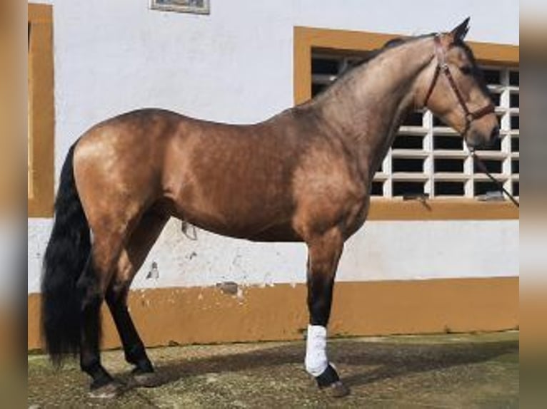 Sonstige Rassen Mix Hengst 4 Jahre 162 cm Overo-alle-Farben in La Rioja